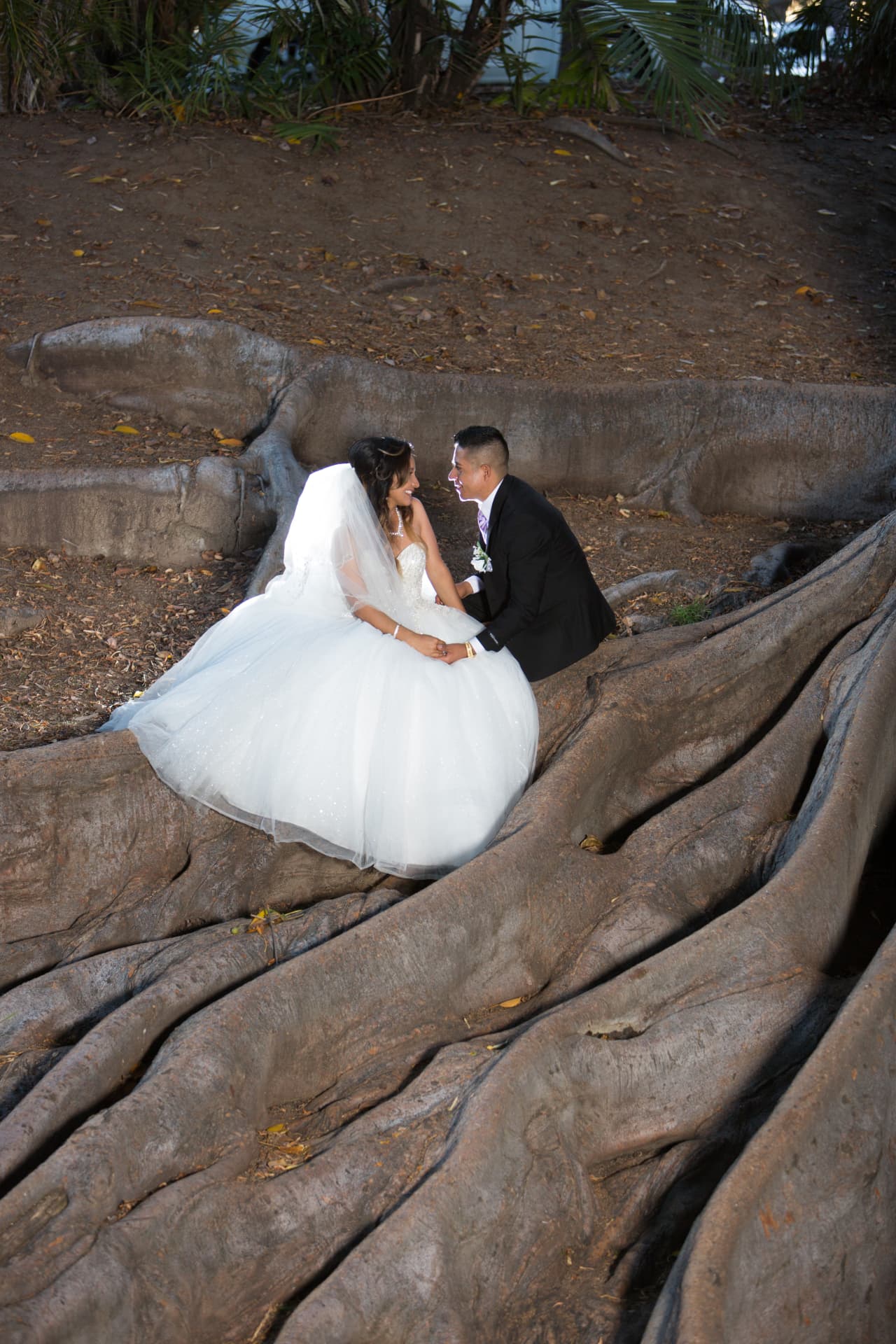 Bride and groom seated together among the sweeping roots of a great tree