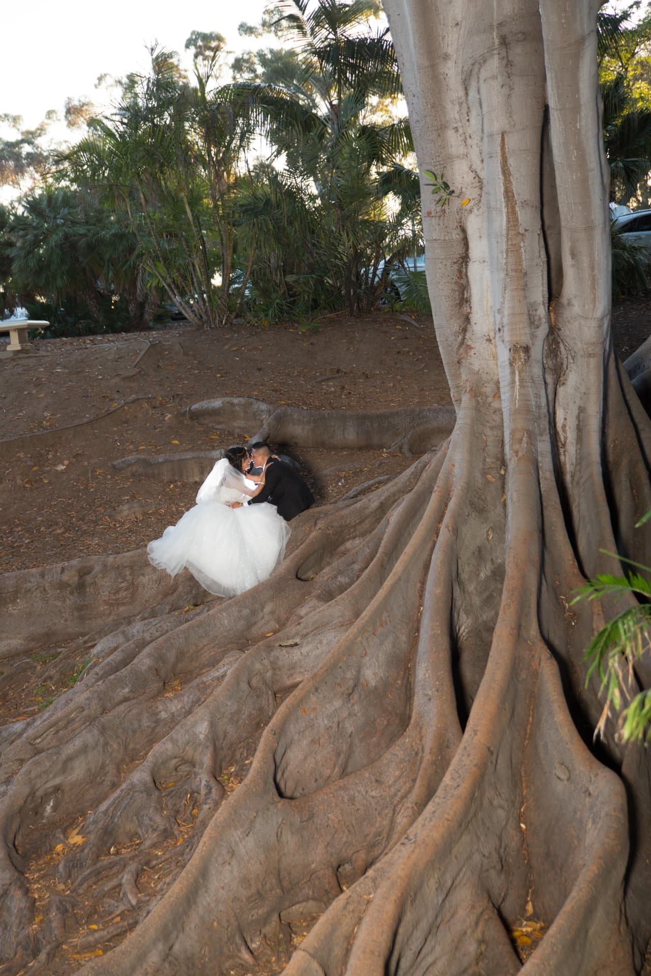 Newlywed couple sharing a quiet kiss among the sweeping roots of a monumental tree